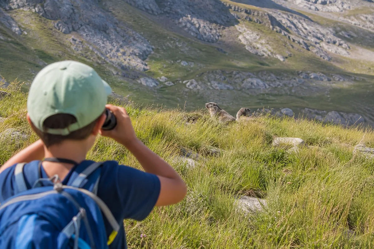 Enfant observant des marmottes aux jumelles dans un alpage des Hautes-Alpes
