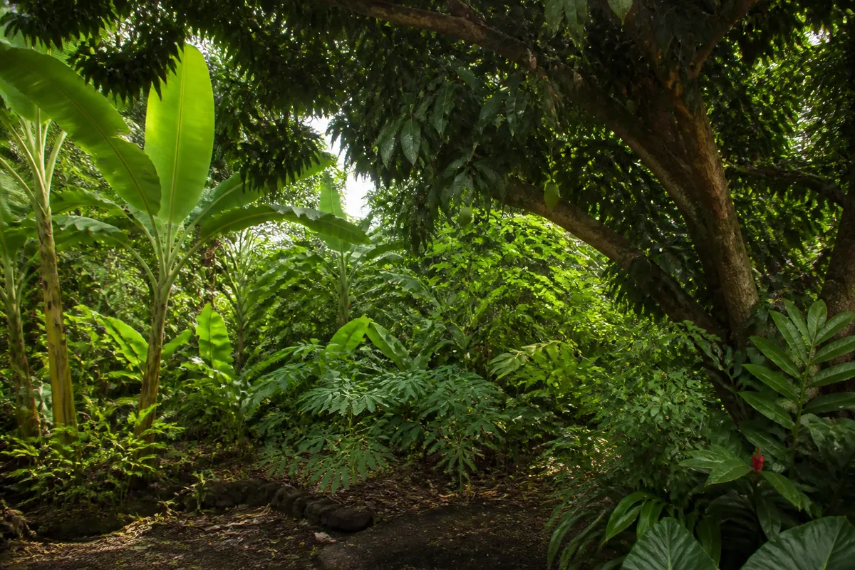 Jardin tropical dense en plusieurs strates avec bananiers, tubercules et arbres fruitiers
