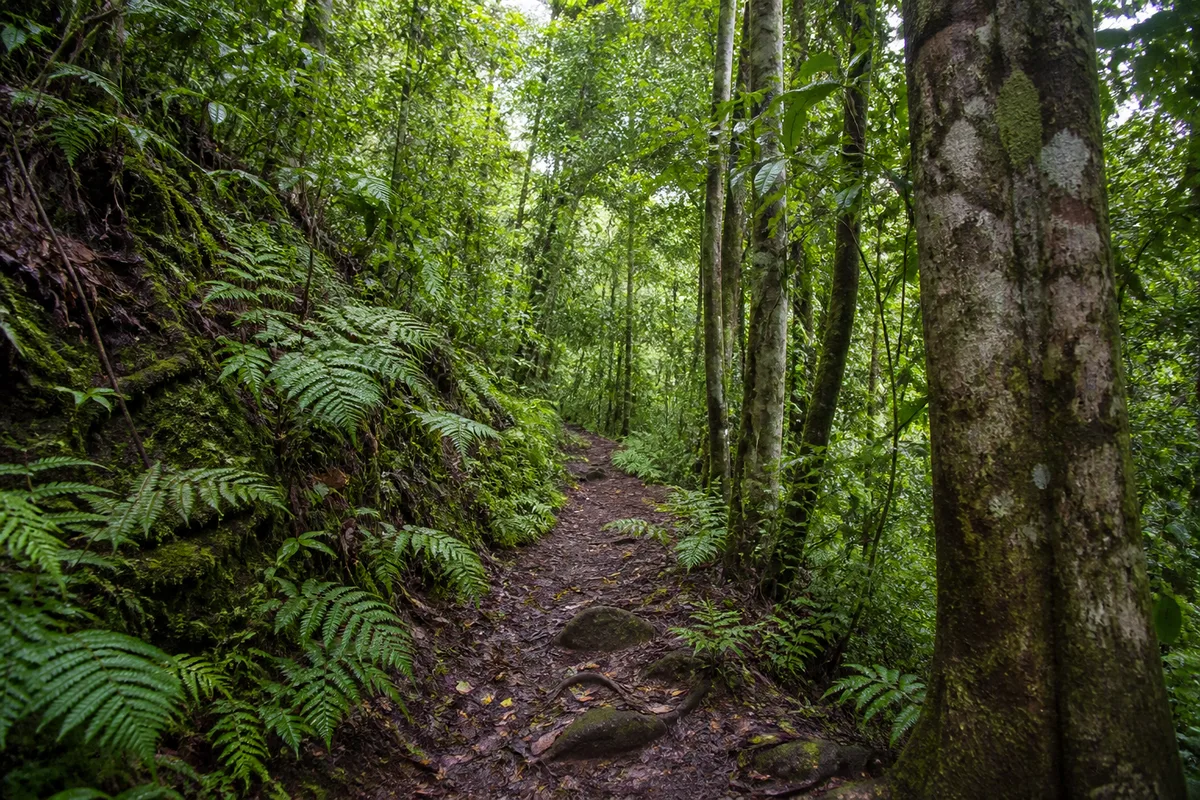 Sentier de randonnée tropical humide bordé de fougères arborescentes