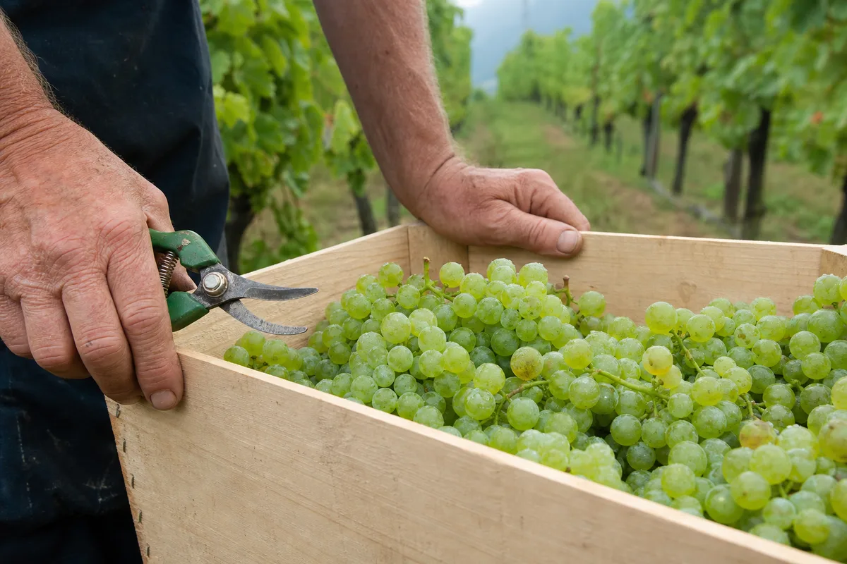Grappes de raisin blanc dans un cageot en bois au milieu des rangs de vigne